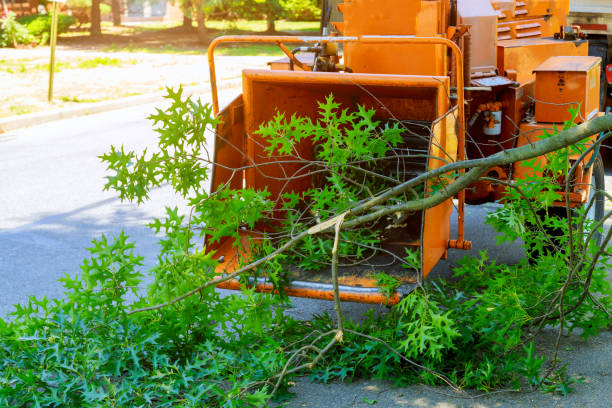 Best Tree Cutting Near Me  in Mountain View, NC